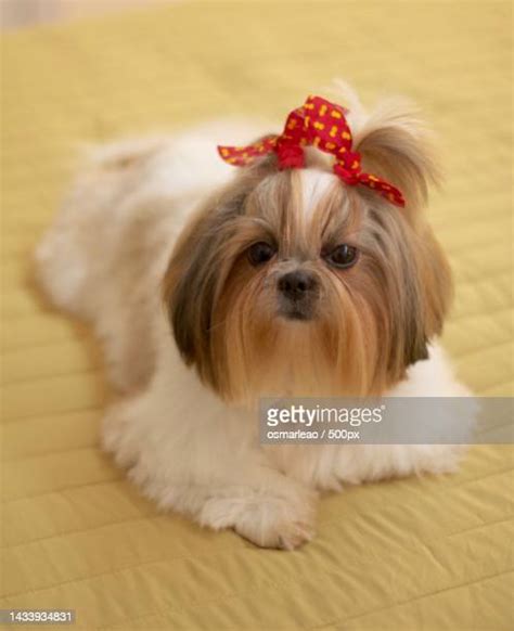 Shih Tzu Bow Photos And Premium High Res Pictures Getty Images