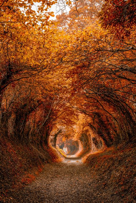 Autumn Tree Tunnel Autumn Scenery Autumn Photography Fall Wallpaper