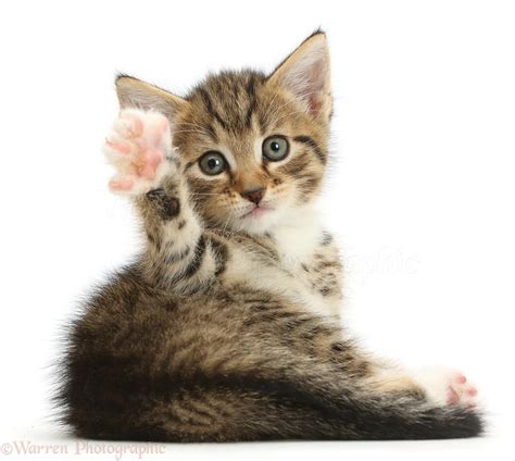 Cute tabby kitten waving photo WP42139