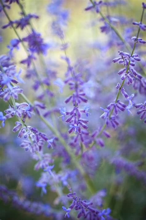 Perovskia Atriplicifolia Blue Steel Seeds From Chiltern Seeds