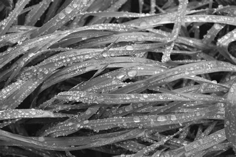 Black And White Photo Of Tall Grass Wet Free Image Download