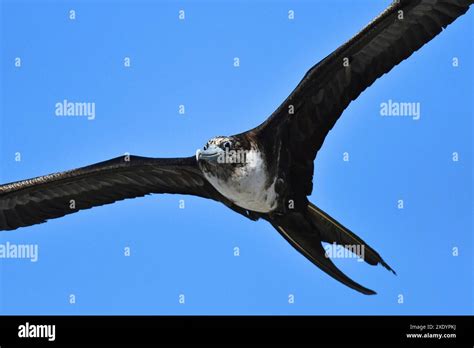 Magnificent Frigate Bird Fregata Magnificens Female In Flight