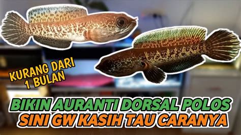 Cara Membuat Dorsal Polos Channa Auranti Kurang Dari 1 Bulan Langsung