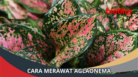 12 Cara Merawat Aglaonema Agar Subur Dan Sehat Biotifor