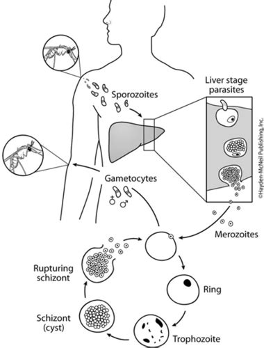 Chapter 12 The Eukaryotes Fungi Algae Protozoa Helminths Flashcards