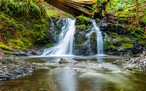 Withered Tree Waterfall Forest Creek K Photo Preview