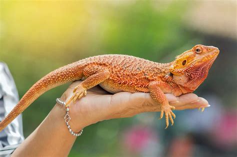 Top 20 Best Pet Lizards For Beginners Everything Reptiles