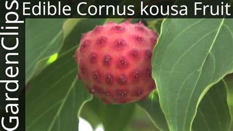 Is Kousa Dogwood Fruit Edible? - Healing Picks