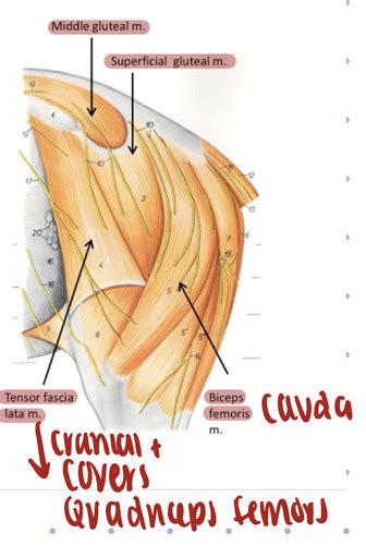 Equine Hindlimb Myology Flashcards Quizlet