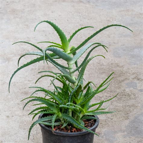 How To Grow The Medicinal Aloe Arborescens Deep Green Permaculture