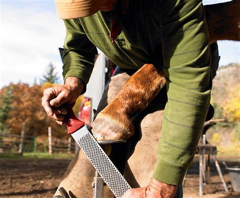 Royalty Free Farrier Pictures Images And Stock Photos Istock