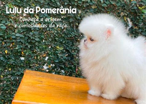 Lulu da Pomerânia Conheça a origem e curiosidades da raça