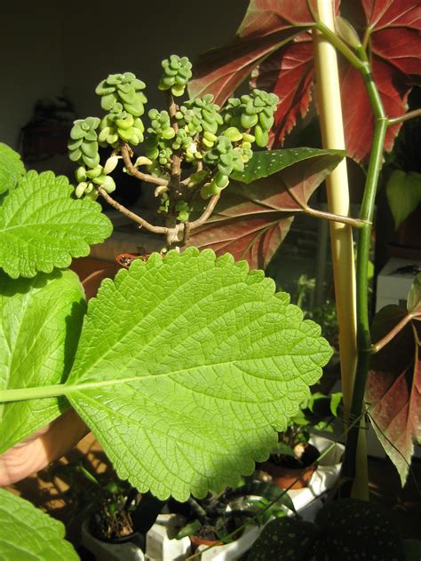 Plectranthus Socotranus Calandstr Leiden Nl 6 Sept 201 Flickr