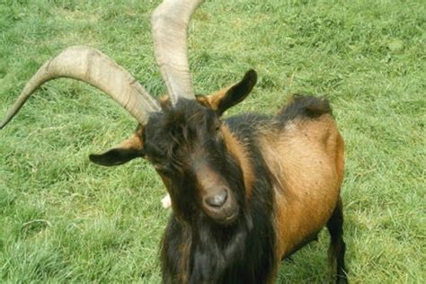 image boucjpg wiki animaux fandom powered  wikia