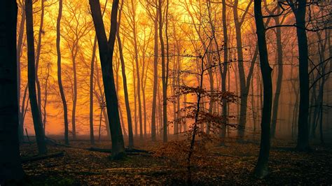 Wallpaper 1920x1080 Px Branch Fall Forest Landscape Leaves Mist Moss Nature Orange