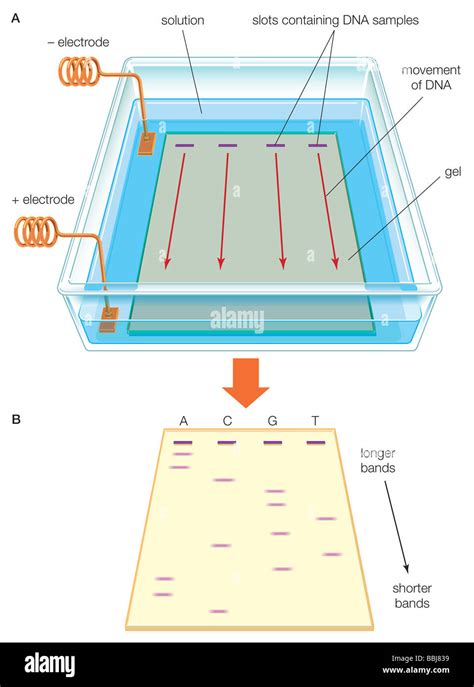 Gel de electroforesis en agarosa fotografías e imágenes de alta