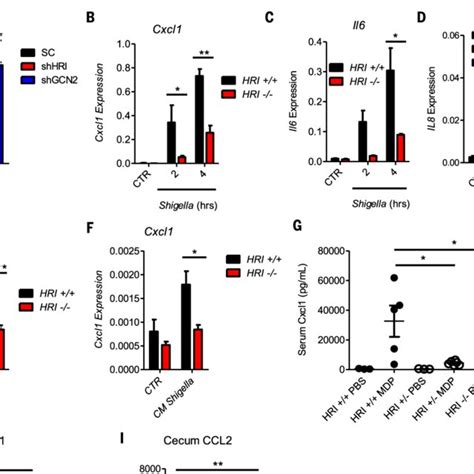 Nuclear Translocation Of HSPB1 A Immunocytochemistry Of Primary