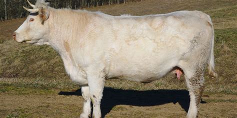 Comment cuire le bœuf charolais Boeuf Charolais