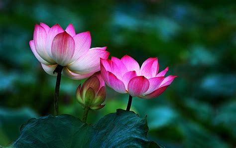 Black Lotus Wallpapers - Top Free Black Lotus Backgrounds - WallpaperAccess