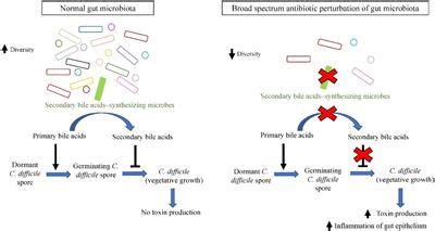 Odia Incompatible Margen Normal Microbiota Of Human Body Milla Nautica