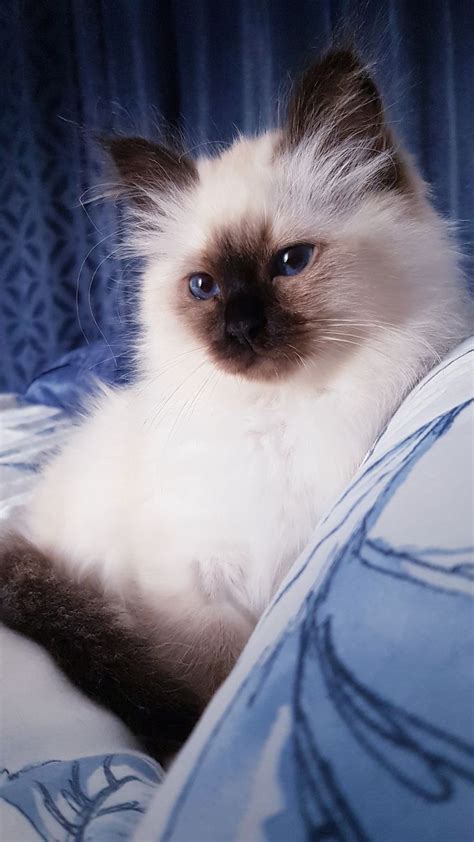 Épinglé par Barbara Smith sur Beautiful Ragdolls Persians Birmans