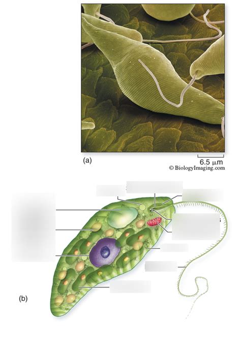 Euglena Life Cycle