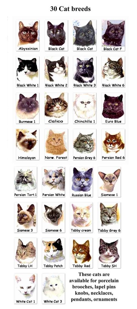 Cat Breeds