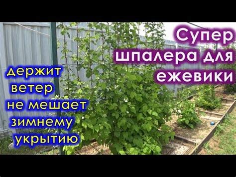 Супер удобная шпалера для ежевики