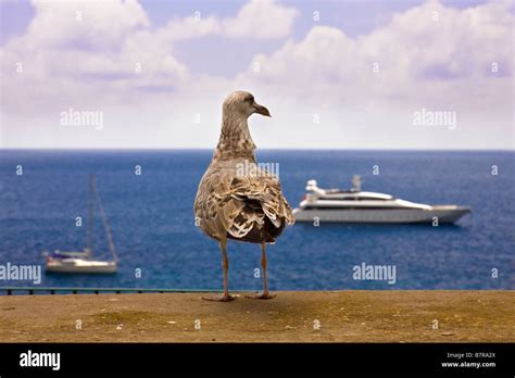 One Lucky Bird Stock Photo - Alamy