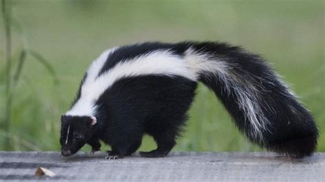 Where Are Skunks Found In NC And When Do They Come Out Charlotte