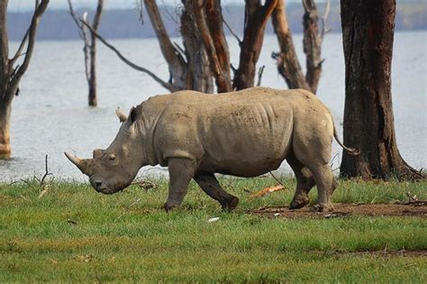 Day Safari To Hell S Gate Naivasha And Nakuru Nairobi Project