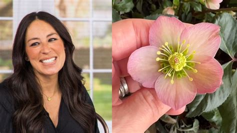 Joanna Gaines Just Shared Her Favorite Winter Flowers For Porch Planters