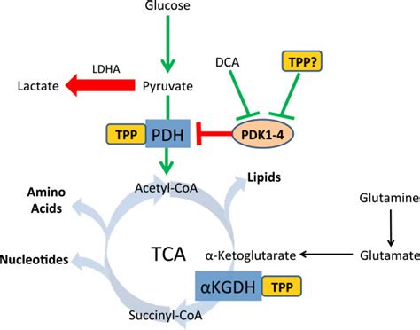 Pyruvate Dehydrogenase Complex Diagram