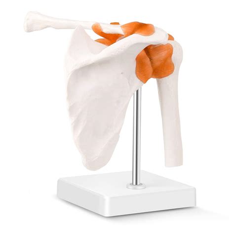 Buy Lyou Human Shoulder Joint Model Life Size Flexible Anatomically