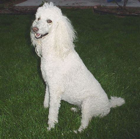 File:Poodle.jpg - Wikipedia