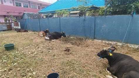 Peternak Sapi Di Kebun Cengkeh Ambon Banjir Pesanan Jelang Idul Adha