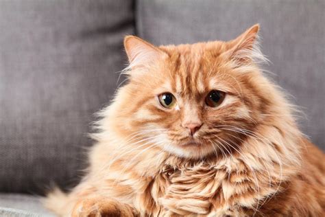 Gato angorá amarelo preço e características mundogato org