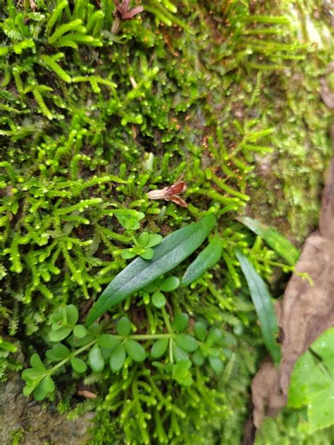 Slender Bracken from Naranjal Ver México on October 26 2022 at 10