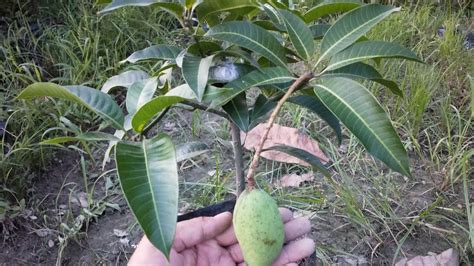 Thai All Time Baramasi All Time Mango Grafted Hybrid Mango King Of