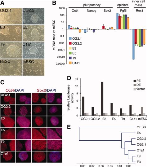 Distinct Developmental Ground States Of Epiblast Stem Cell Lines