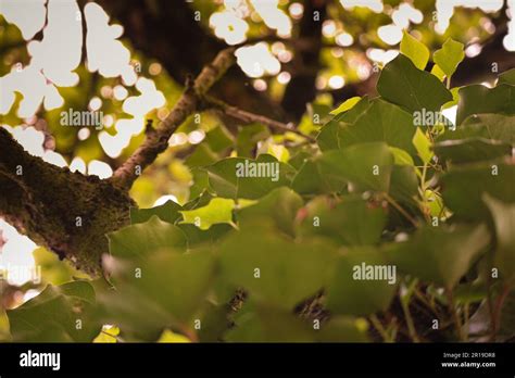 Overgrown Old Big Tree Stock Photo Alamy