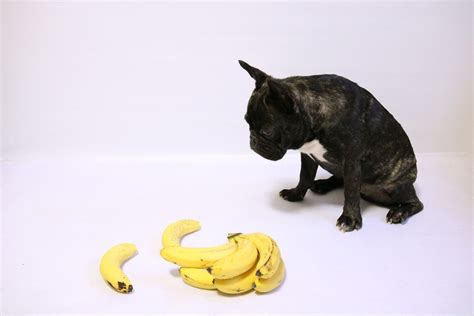 Can Dogs Eat Bananas Safely