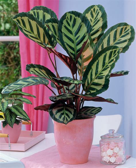 Calathea Roseopicta Grow and Care