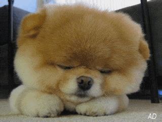 sleepy puppy GIF - Download & Share on PHONEKY