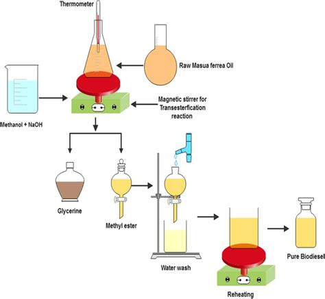 The transesterification process | Download Scientific Diagram