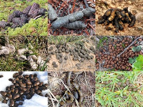 Droppings Can Tell You Which Animals Have Been In The Area Can You