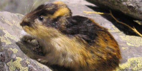 follow  lemming critter science