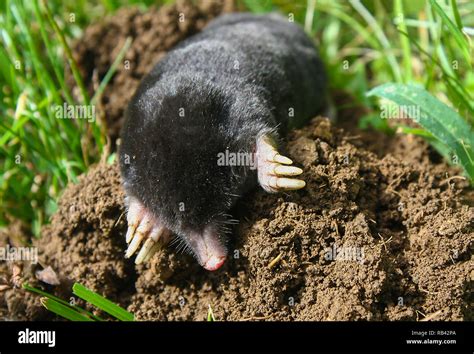 Moles Animal