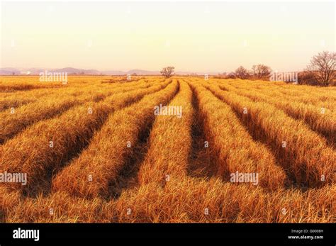 Rows Of Tall Grass Stock Photo Alamy