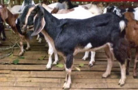 12 Jenis Kambing Unggulan Paling Cocok Untuk Ternak